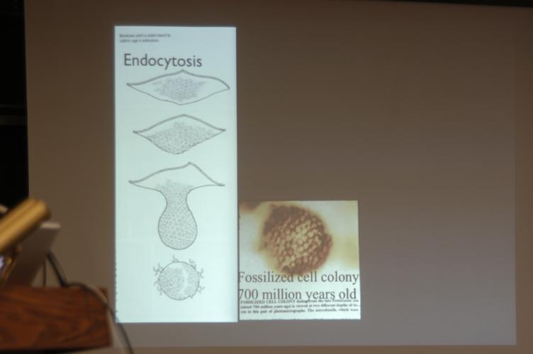 Full-Size (huge) Image